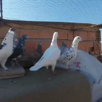 ۲۴ کفتر المانی  رنگی