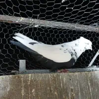 کبوتر دم سیاه