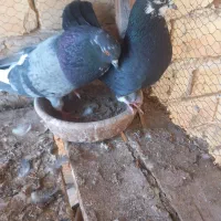 پرنده|پرنده|آران و بیدگل, |دیوار