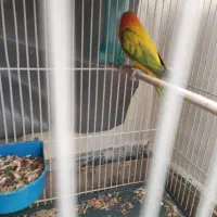 کوتوله یوونیگ