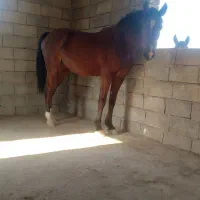 اسب|اسب و تجهیزات اسبسواری|سیمکان, |دیوار