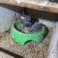 کبوتر چپرا مادر پدر جفت ۲ میلیون جوجه ۱۲۰۰|پرنده|چابهار, |دیوار