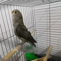 طوطی برزیلی|پرنده|بهار, |دیوار