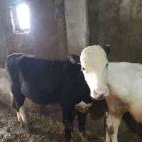 گاو|حیوانات مزرعه|نیر (اردبیل), |دیوار