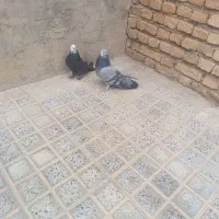 کفترپر کنده