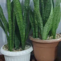 گل سانسوریا