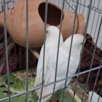 برزیلی مولد جوجه داده