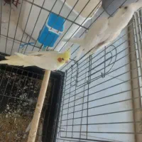 عروس هلندی نروماده