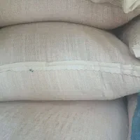 بذر گندم کبیر یا قابوس|عمدهفروشی|مشگین شهر, |دیوار