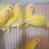 جوجه طوطی برزیلی اوپال کله نارنجی  اورجینال