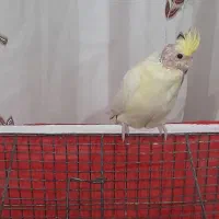 عروس هلندی|پرنده|بم, |دیوار