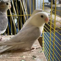 فروش انواع طوطیسانان