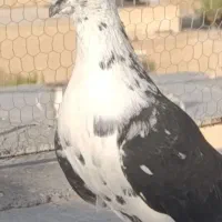 کبوتر سوسکی