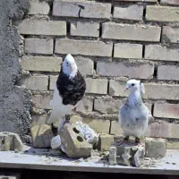 کبوتر طوقی زرین