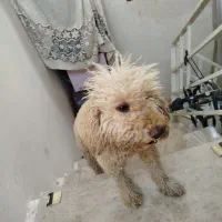 سگ پودل بدو ریز مو بدون اذیت ازار|سگ|سیاهکل, |دیوار