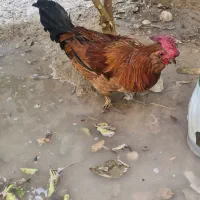 مرغ و خروس جوان