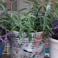 گل طبیعی اشک تمساح و گل گندمی|گل و گیاه طبیعی|قم, شاه ابراهیم|دیوار