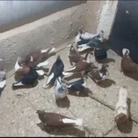 ساده پرشی کف‌تر|پرنده|چناران, |دیوار