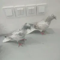 جفت جوجه دم سفید