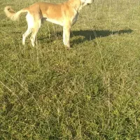 واگذاری سگ سرابی ۱نیم ساله