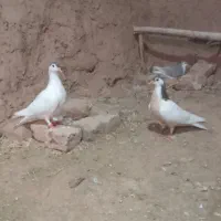 کفتر و کبوتر|پرنده|کدکن, |دیوار