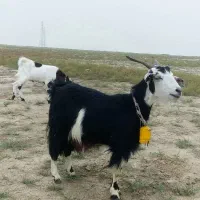 بز آبستن سنگین + بزغاله چاق پاکستانی|حیوانات مزرعه|گنبد کاووس, |دیوار