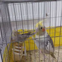 یه جفت عروس هلندی با قفس و متعلقات
