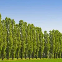 فروش نهال صنوبر ۲متری نیگرا