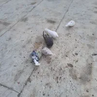 ۷عدد کبوتر ۴تاش سرور۳تاش