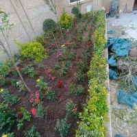 خدمات باغبانی باغچه کاری کاشت گل وگیاه تعویض گلدون|خدمات باغبانی و درختکاری|تهران, تهرانپارس غربی|دیوار
