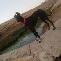 تازی گمشده|سگ|دلیجان, |دیوار