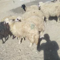 گوسفند شک|حیوانات مزرعه|حمیل, |دیوار