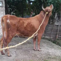 گاو با گوساله ماده شیری فقیر