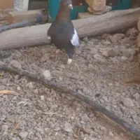 نر سینه تافته ای بزن|پرنده|سیدان, |دیوار