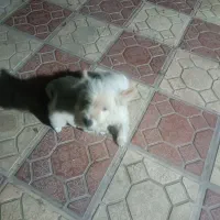 سک پشمالو سفید