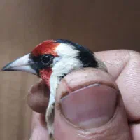 سهره گل بلند|پرنده|قم, شاه ابراهیم|دیوار