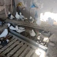 کبوتر|پرنده|رامهرمز, |دیوار