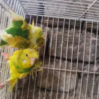 پرنده|پرنده|فردوس (خراسان), |دیوار