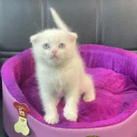 گربه. بریتیش. اسکاتیش. پرشین.|گربه|تهران, آبشار تهران (دریاچه)|دیوار