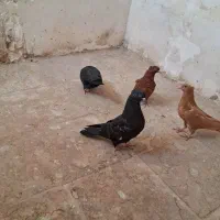 ۴ عدد جوانه رنگه