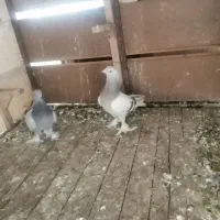 فروش کبوتر ترکیه ای