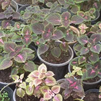 فروش گل حسن یوسف محلی|گل و گیاه طبیعی|برازجان, |دیوار