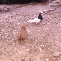 کبوتر طوقی . سینه .|پرنده|پاسارگاد, |دیوار