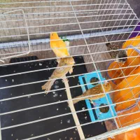 گلبسر|پرنده|سیرجان, |دیوار