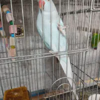 طوطی ملنگو اوپال آبی ماده مست با تست|پرنده|خاوران, |دیوار