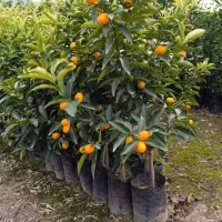 نهال کامکوات مرکبات کامکوات سوپر باردار صادراتی|خدمات باغبانی و درختکاری|قائمشهر, |دیوار