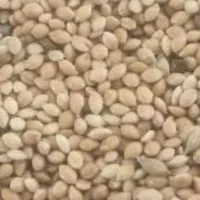 فروش دوتن الم درجه یک(ارزن درشت )