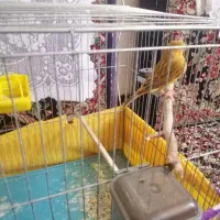 قناری دارچین|پرنده|کرمان, |دیوار