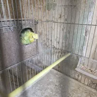 جفت های مولد مرغ عشق پروانه ای|پرنده|شهرکرد, |دیوار