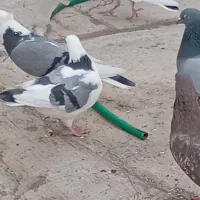 کبوتر،فاز۸پردبس،یکجادونه ای۲۵۰